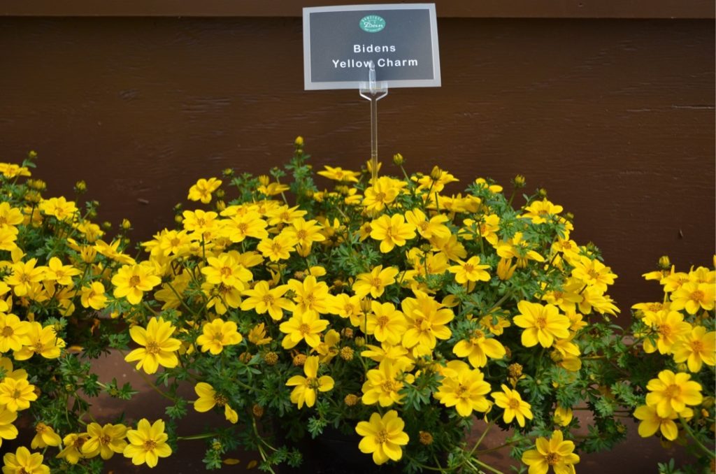 Yellow Charm Bidens