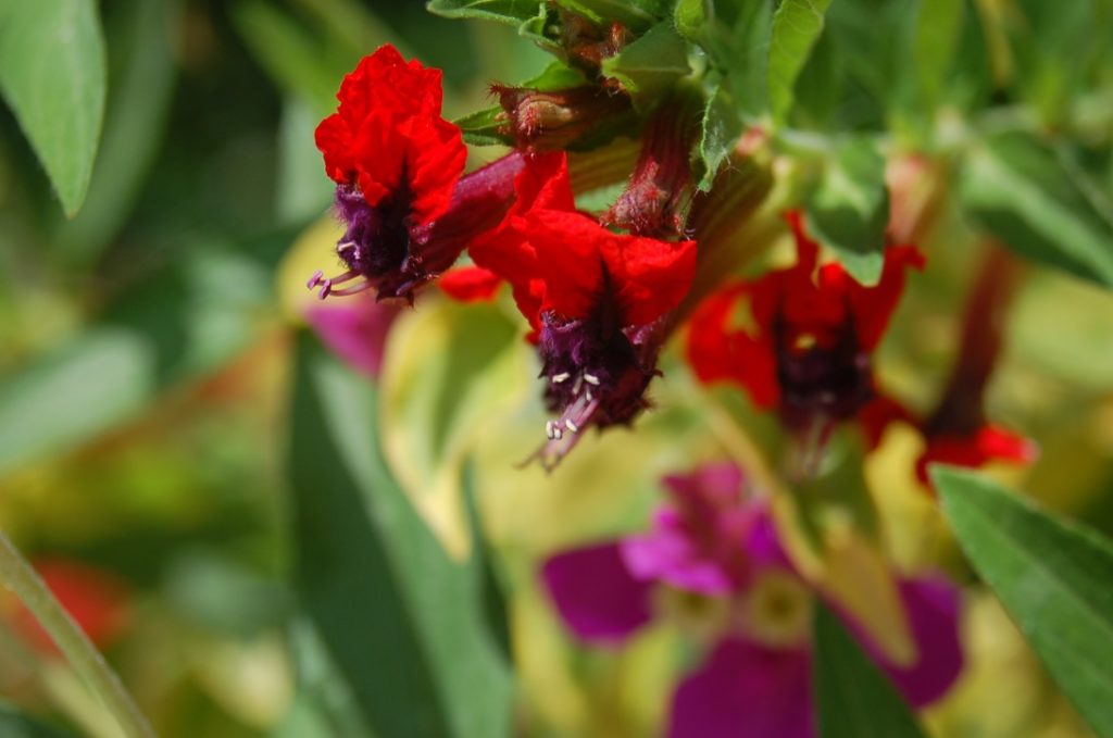 Planting Summer Cuphea BatFace