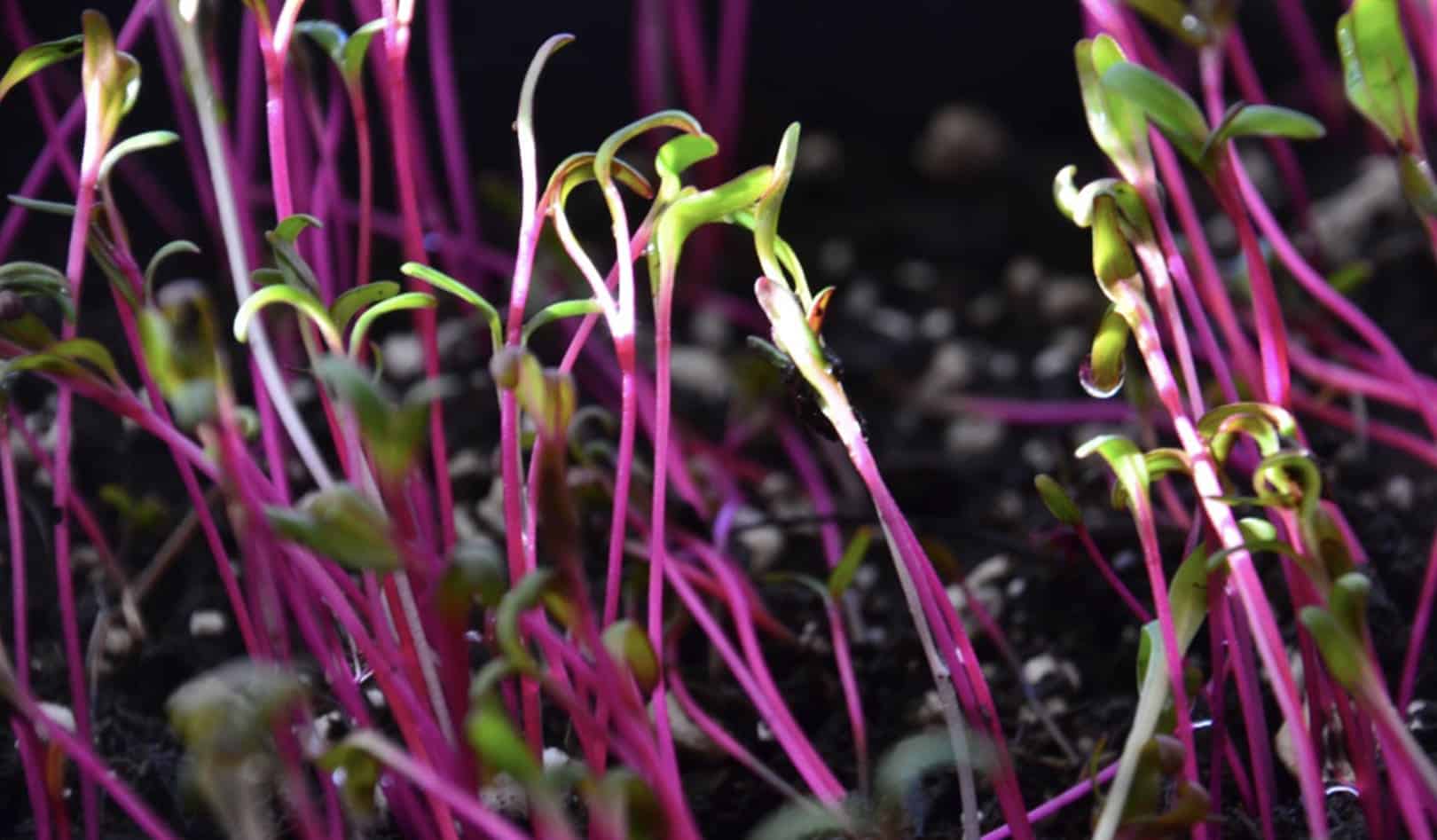 Growing Microgreens