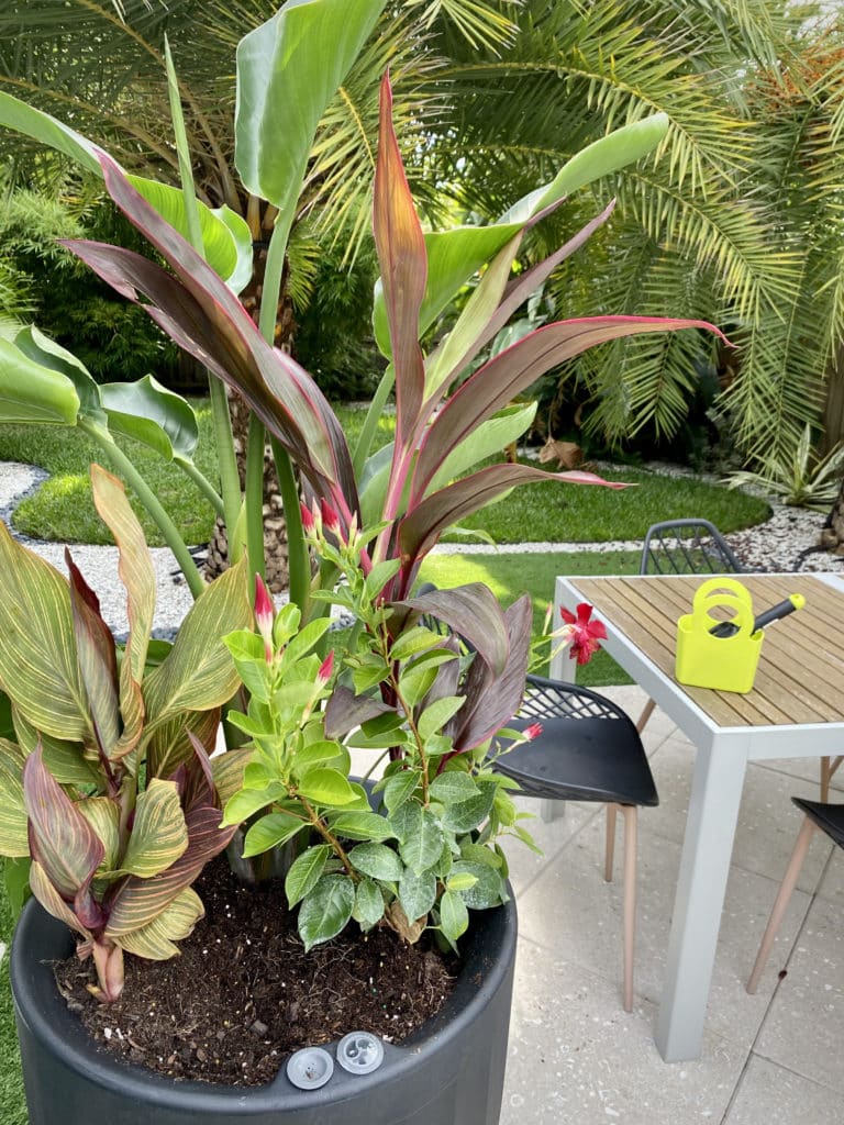 Tropical Plant arrangement with Gabrielle bag and garden tools.