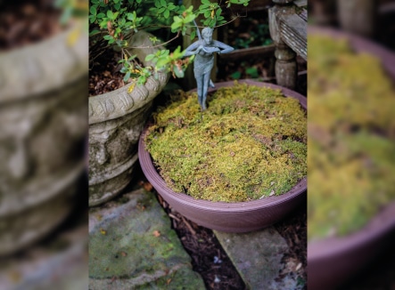 Make your own Moss Garden