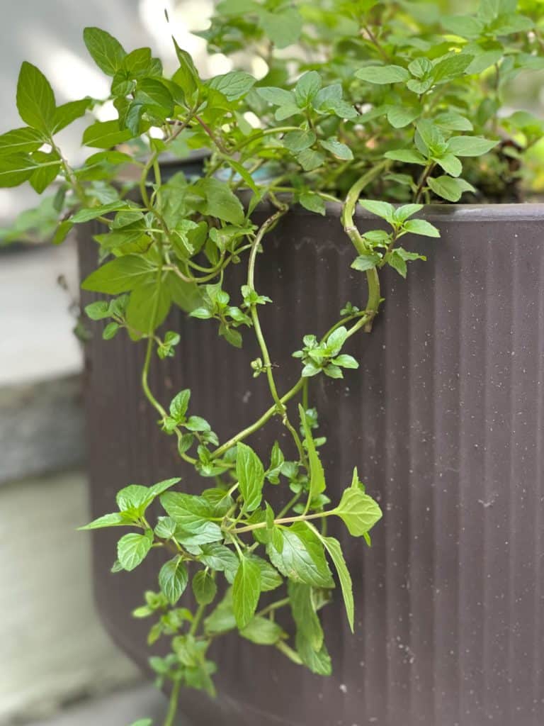 Mint plant growing in plant pot.