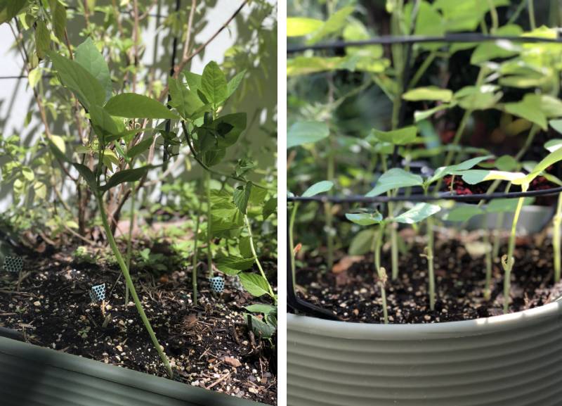 Planter To Table Growing Beans For Good Luck