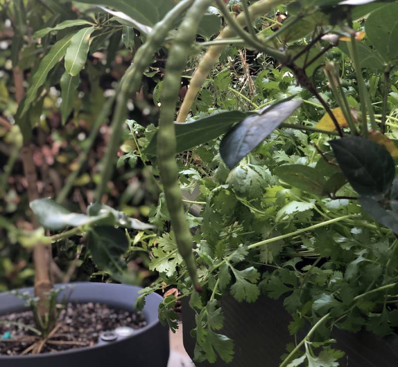 Planter To Table Growing Beans For Good Luck