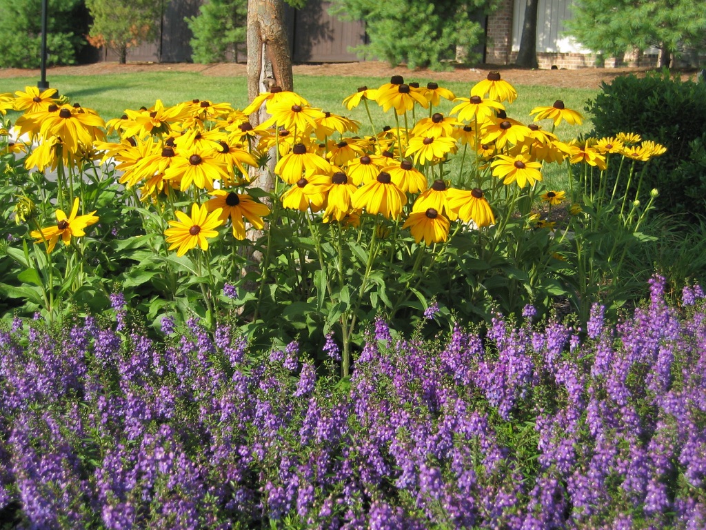 Rudbeckia Indian Summer and Purple Angelonia