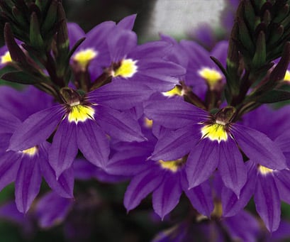 Scaevola