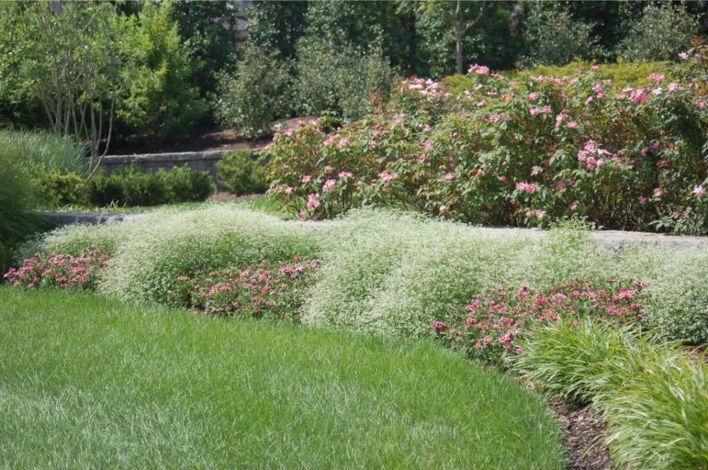 White Euphorbia Diamond Frost