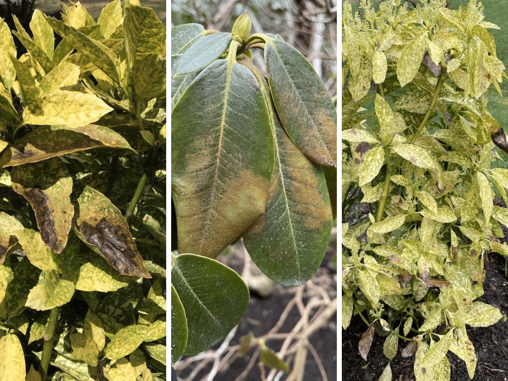 Leaf scorch caused by extreme heat.