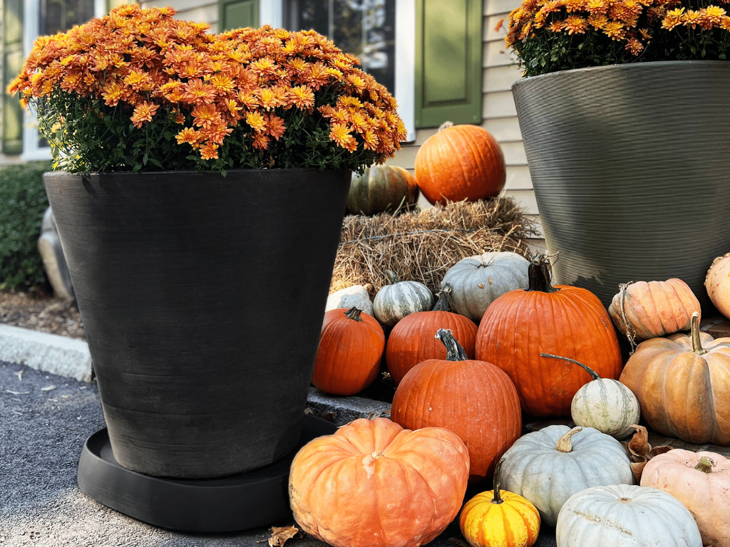 Pebble plant caddies will last through colder seasons like fall.